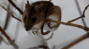 Рано утром на рассвете умываются мышата... Early in the morning at dawn the mice wash their faces