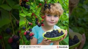 ЕЖЕВИКА Евгения Сивцова Авторская песня.