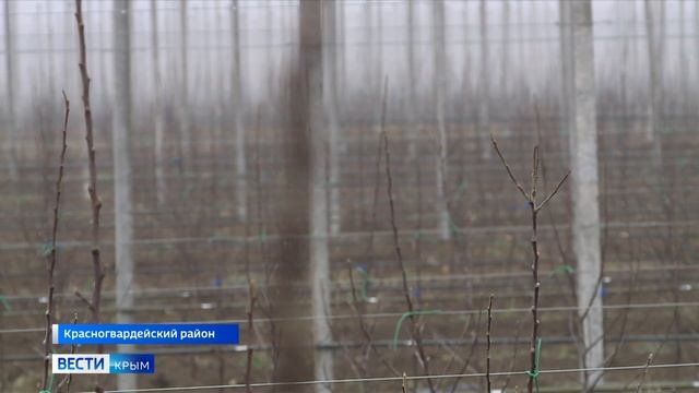 Высадку фруктовых деревьев завершают в Крыму смотреть онлайн