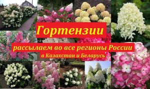 Гортензии метельчатые, древовидные и др. Рассылка во все регионы России, Казахстан и Беларусь.