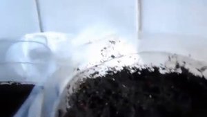 Огурцы на подоконнике  Лучший сорт