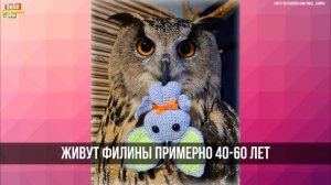 Как живет домашняя сова Йоль