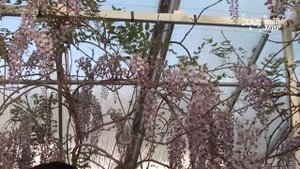 Как вырастить глицинию. Сайт "Садовый мир"