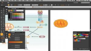 Draw Mitochondria in Illustrator | Graphical abstract tutorial |