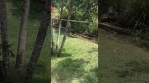 Вараны на военном пляже в Паттайя