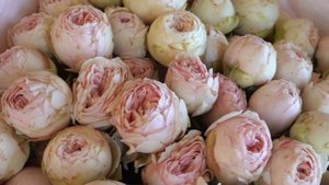 15 нежно-розовых кустовых пионовидных роз 50 см Mansfield Park