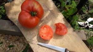 Сорт томата "Бавринский"