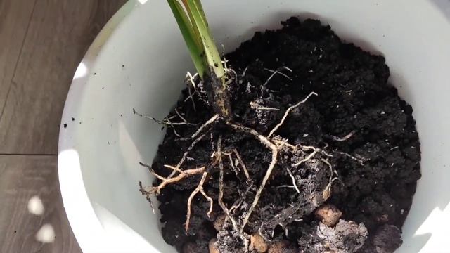 Растение, которое давно хотела/ Различия похожих аглаонем смотреть онлайн