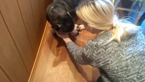 Французский бульдог и "намордник"