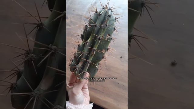 VLOG - Rescate de Cactus