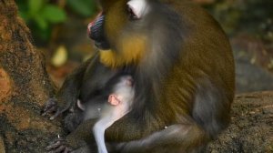 Mother Mandrill Monkey Giving Birth And Feeding Cute Baby - Sweet Moments