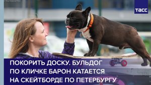 Покорить доску. Бульдог по кличке Барон катается на скейтборде по Петербургу