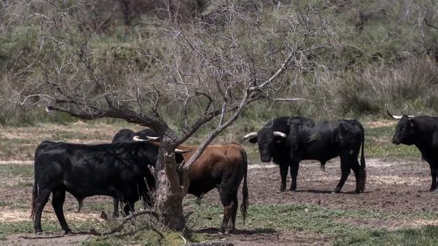 Топ не обычных животных мира Самые красивые животные #мирживотных #животные #звукиживотных смотреть онлайн