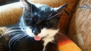 Эта Моя кошка Маркиза она очень хорошая