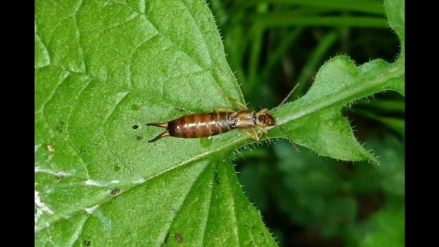 The Insect Orders song смотреть онлайн