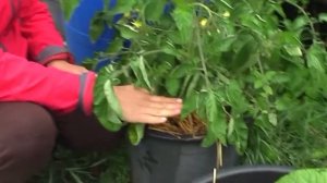 Как выращивать в контейнерах голубику и другие культуры