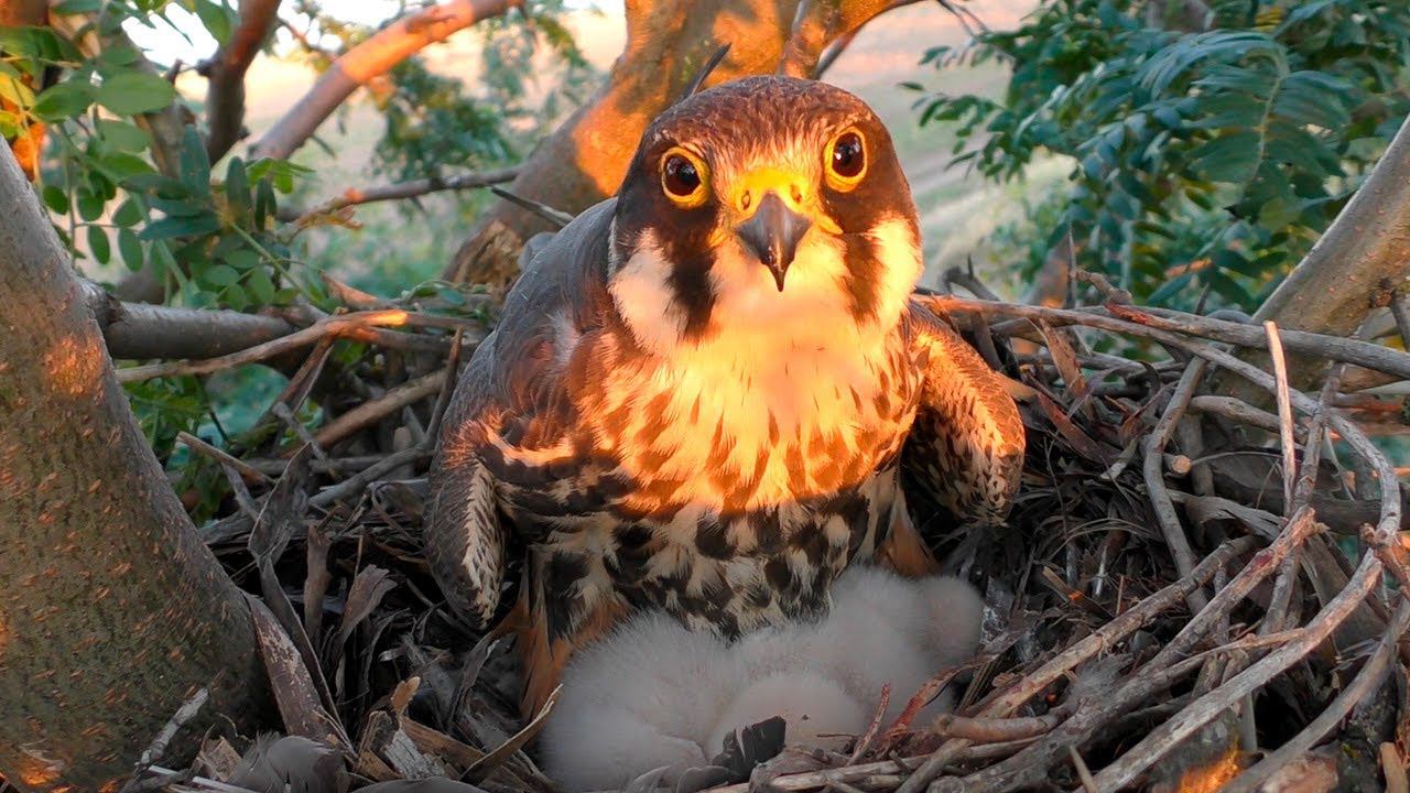 Чеглок кормит птенцов / Eurasian hobby feeds its chicks смотреть онлайн