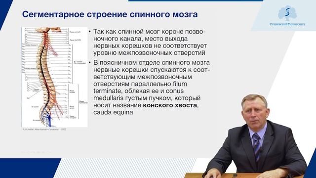 Анатомия спинного мозга смотреть онлайн