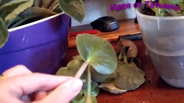 Фиалки - неприхотливые красотки. смотреть онлайн