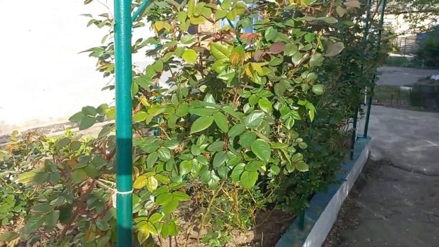 Vlog-143 Доброе утро! Всё не перечислить, есть чем заняться смотреть онлайн