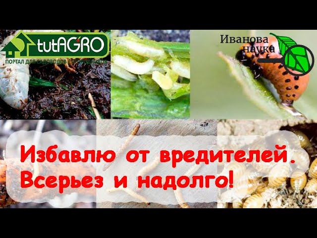 ОГОРОД для НОВИЧКОВ. Как избавиться от кротов, слизней, муравьев, тлей, хрущей и проволочника.