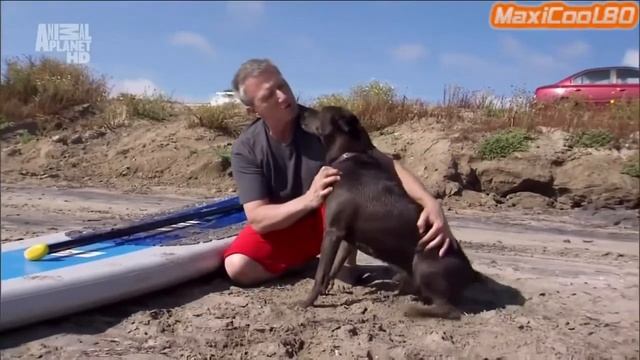 Порода собак - Тайский риджбек смотреть онлайн