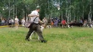 Выжловки  русская пегая гончая средняя возрастная группа. Орловская обл