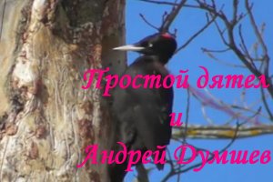 Простой дятел - Андрей Думшев
