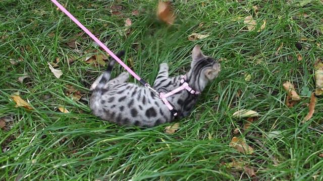 Бенгальский котик