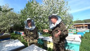 КАКИХ ПЧЁЛ ВОДИТЬ ПЧЕЛОВОДУ БАКФАСТ, КАРНИКУ или МЕСТНУЮ ПЧЕЛУ.