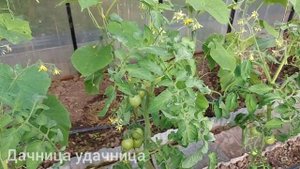 Не пропустите важную подкормку томатов! После такой подкормки томаты будут расти и наливаться