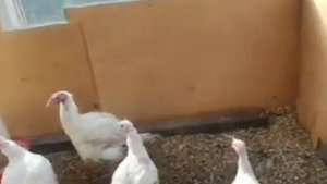 Теплица для индюков