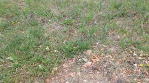 Мы отрежем только ногу  так мне доктор говорил Владимир Высоцкий Иван Соколов Dog Chibo