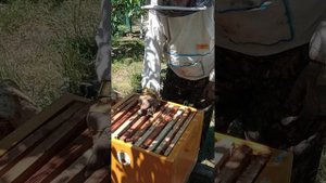 Пересаживаю третий рой 2024