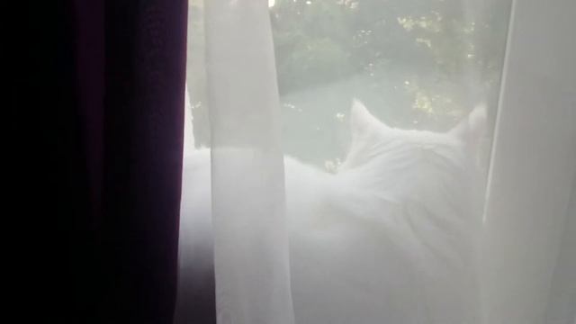 мейн-кун охотится смотреть онлайн