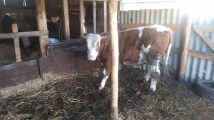 бык на привязи или на свободном выгуле эксперимент .