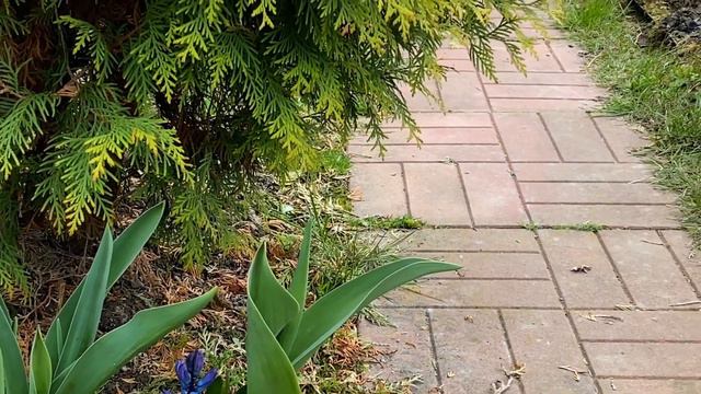 НА ДАЧЕ//2 мая//Первоцветы// смотреть онлайн