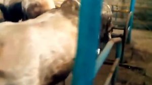 Ферма КРС 220-голов мясного скота