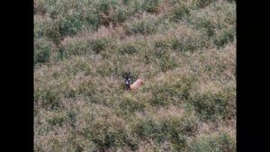 Afternoon in field Autel Evo 4T Max drone