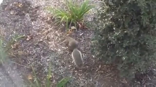 Squirrel storing nuts for winter смотреть онлайн