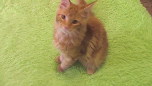 Весёлые моменты игривой кошачьей жизни. Котёнок Мейн-кун Семён!