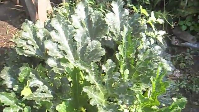 Кабачок КАВИЛИ по состоянию на 26 июля смотреть онлайн