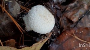 ?Дождевик Жемчужный?(Lycoperdon perlatum).