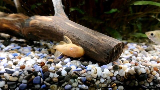 РАДУЖНИЦЫ. СОДЕРЖАНИЕ И РАЗВЕДЕНИЕ В АКВАРИУМЕ смотреть онлайн