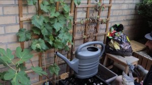 Pruning Clematis - Life in my Garden