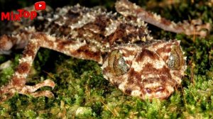 Топ 5 новых видов животных, открытых в прошлом году