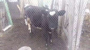 У всех кризис а я коров завела! КРС |тёлки на мясо |откорм телят