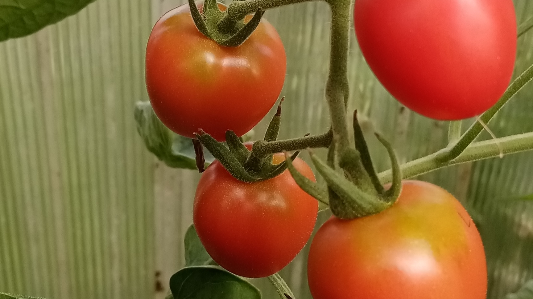 Томатный сок смотреть онлайн