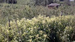Огород. После обработки раундапом. 14 июня 2015 г. После обеда.