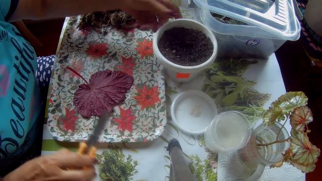 Размножение бегонии фрагментами листа смотреть онлайн